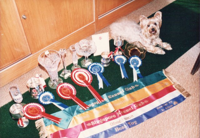 Frankie Koh - Trainer of Singapore's 1st Obedience Dog of the Year 1989
