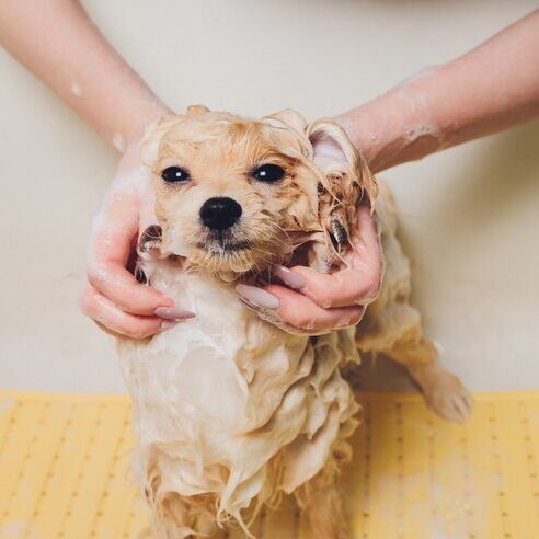 Dog Bath