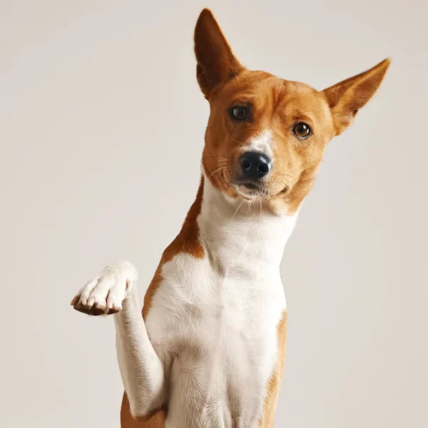 Dog Paw Trick