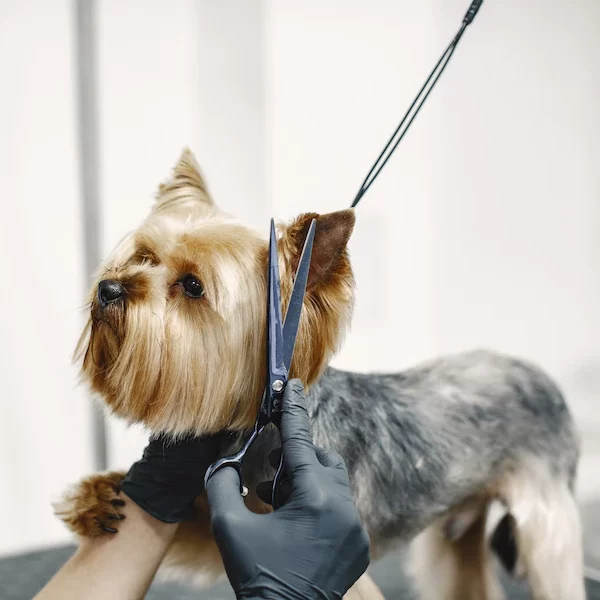 Dog Grooming, Silky Terrier