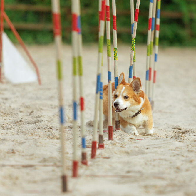 Dog Agility