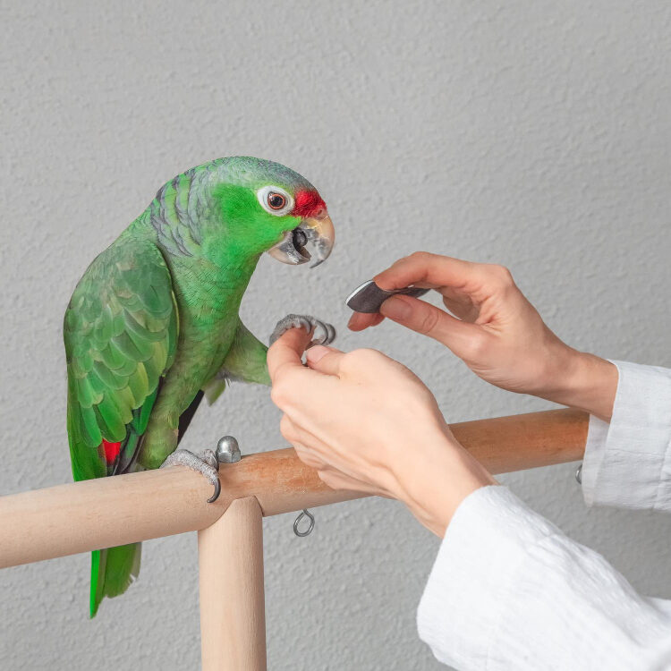 Bird Parrot Grooming, Nail Clipping, Wing Clipping