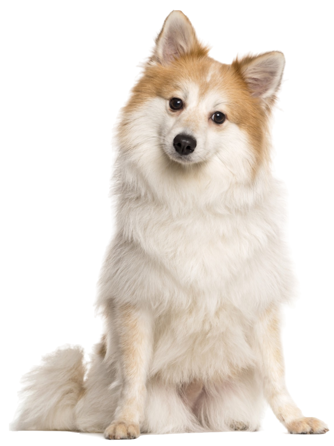 Well groomed dog, well trained dog
