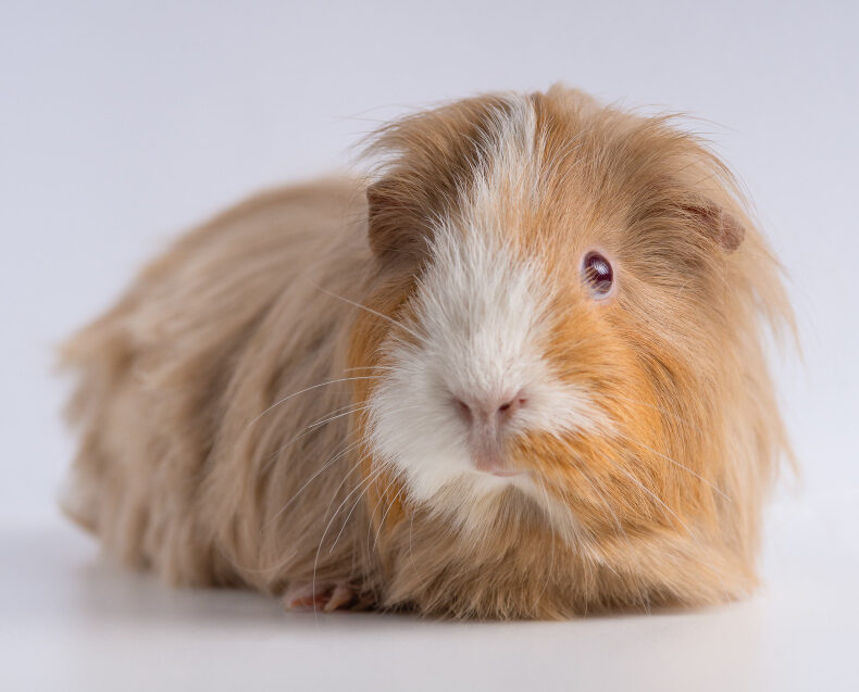 Guinea Pig